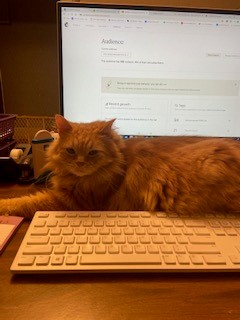 Cat on a desk
