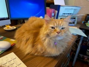 Cat on a desk