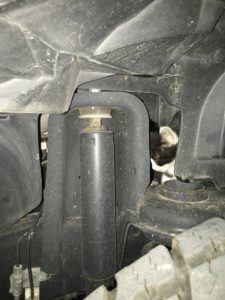 Cat inside car