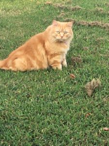 scowling cat in the grass